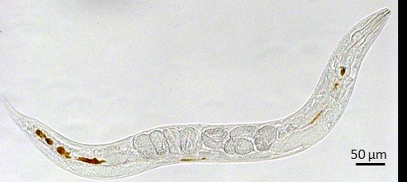 Investigadors de l’ICMAB estudien la toxicitat de nanopartícules d’òxid de ferro al Sincrotró Alba