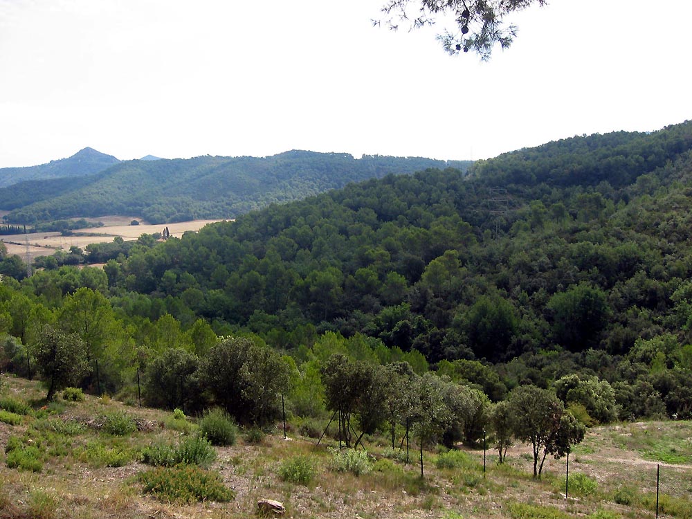Es compleixen 30 anys de l’aprovació del Pla Especial de Protecció de la Serra de Collserola