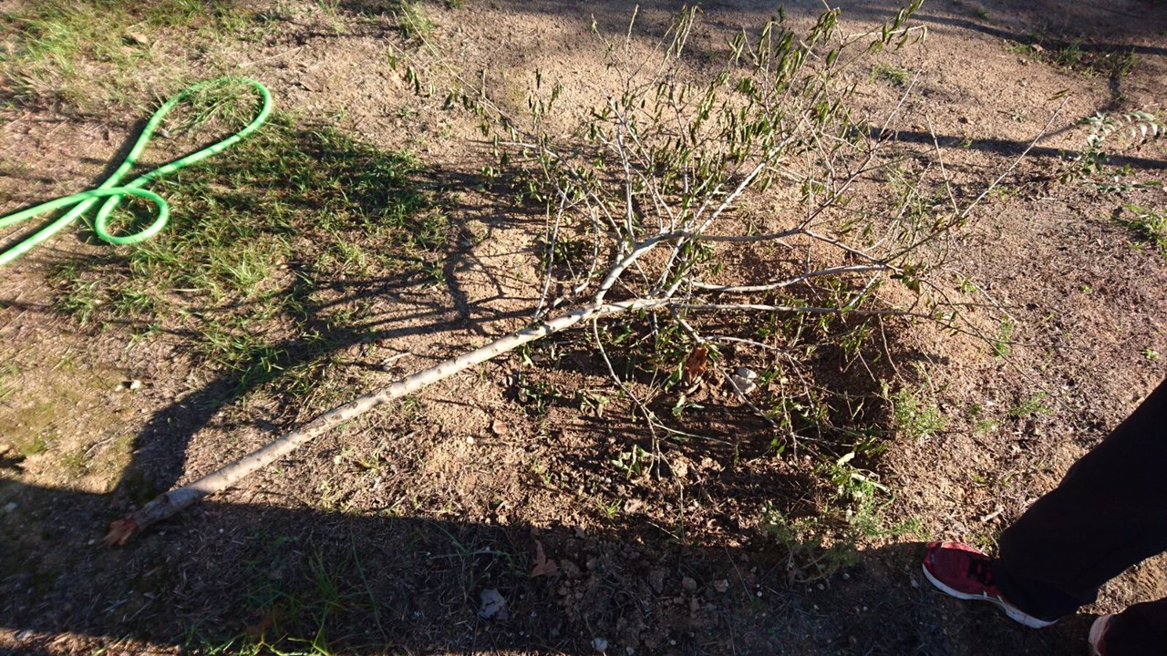 El Turó de Guiera denuncia destrosses a l'hort i el pati de l'escola