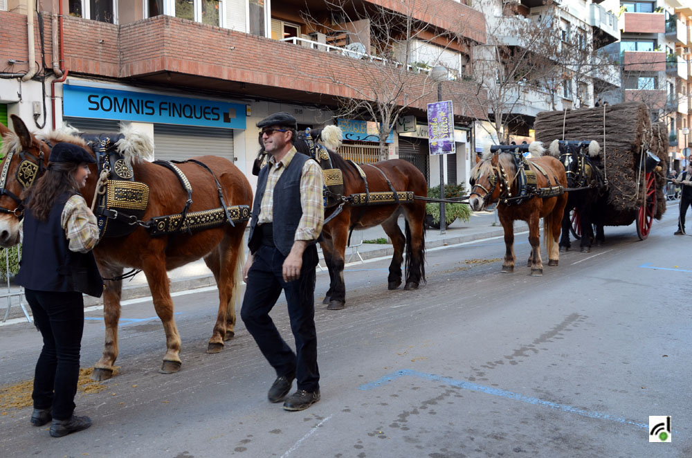 Cavalleries, carros i carruatges seran protagonistes a Cerdanyola aquest cap de setmana