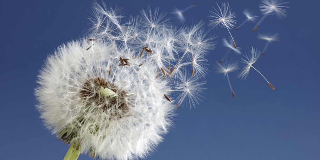 Es preveuen nivells de pol·len alts per a aquesta primavera
