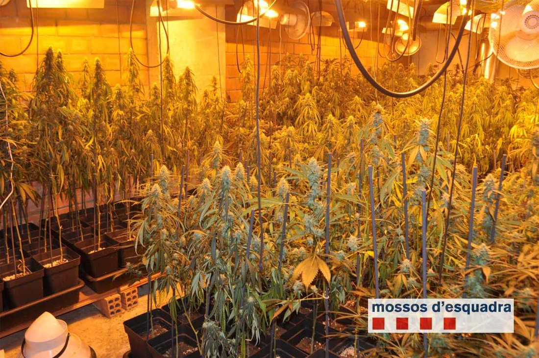 Desmantellen dues plantacions de marihuana a Bellaterra