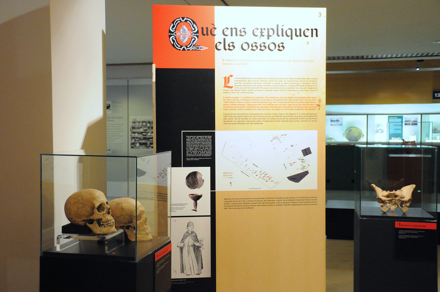 La gent gran farà una passejada cultural per visitar l'exposició Ossos