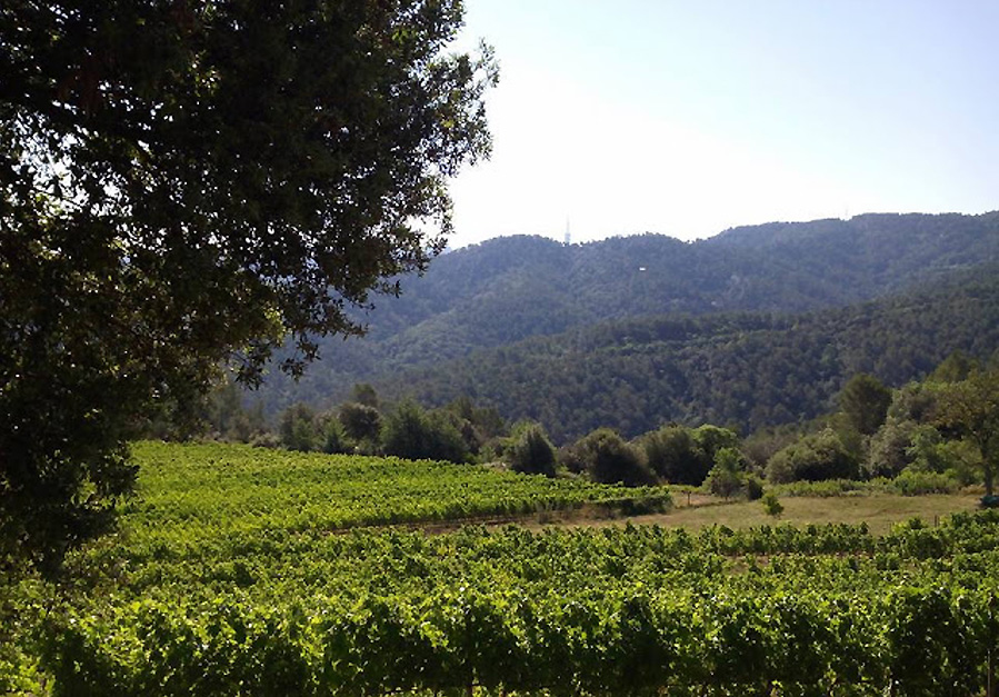 Cerdanyola acollirà a mitjans del mes de juliol una activitat de les jornades de "La Vinya i el Vi a Collserola"