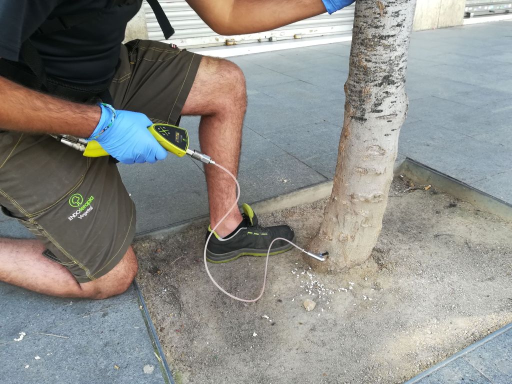 Tractament innovador de la plaga de cotxinilla dels aurons dels carrers de Sant Martí i Sant Ramon