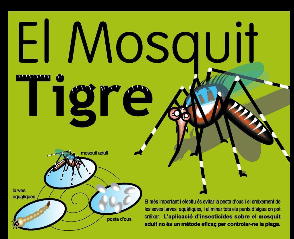 Campanya municipal de prevenció de la proliferació del mosquit tigre