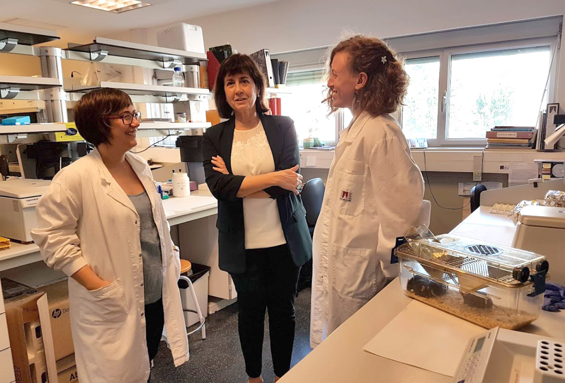 Investigadors de la UAB curen amb teràpia gènica la diabetis tipus 2 i l’obesitat en ratolins