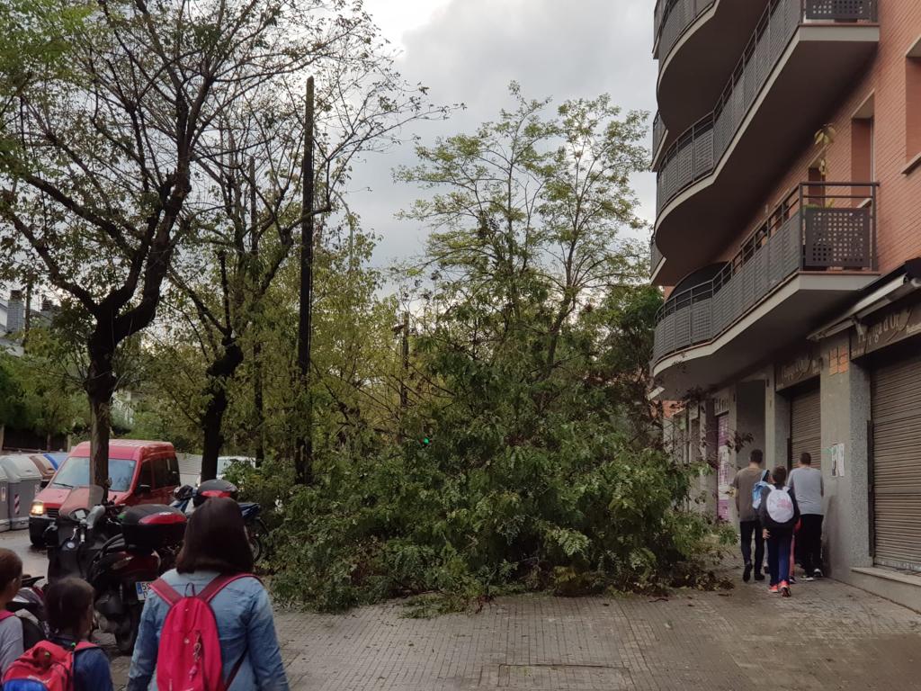 Oberta la Ronda Cerdanyola després de retirar l'arbre caigut pel temporal