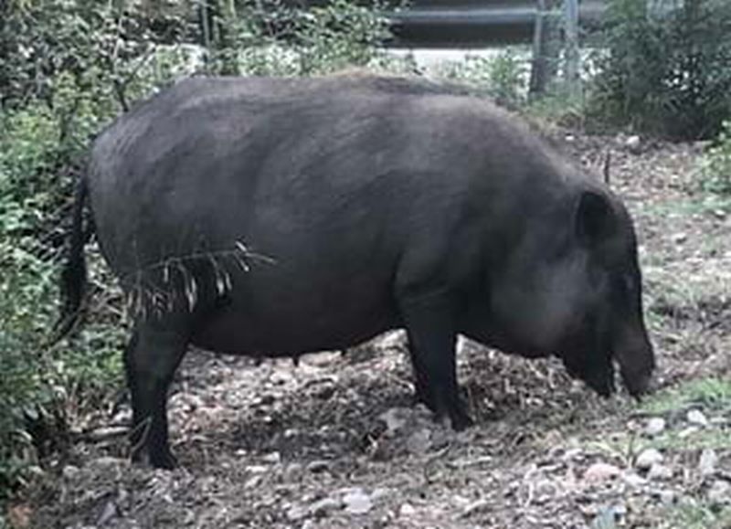 S'incrementen els alliberaments d'espècies exòtiques domèstiques al Parc de Collserola
