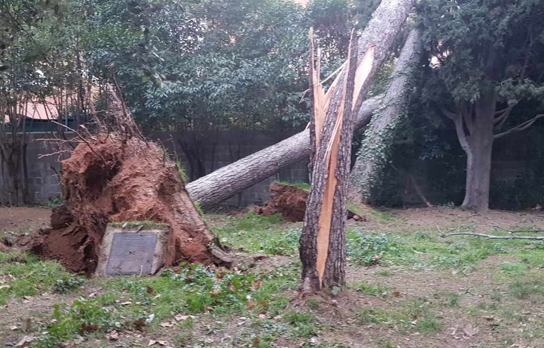 Glòria segueix provocant caiguda d'arbres i branques a la via pública