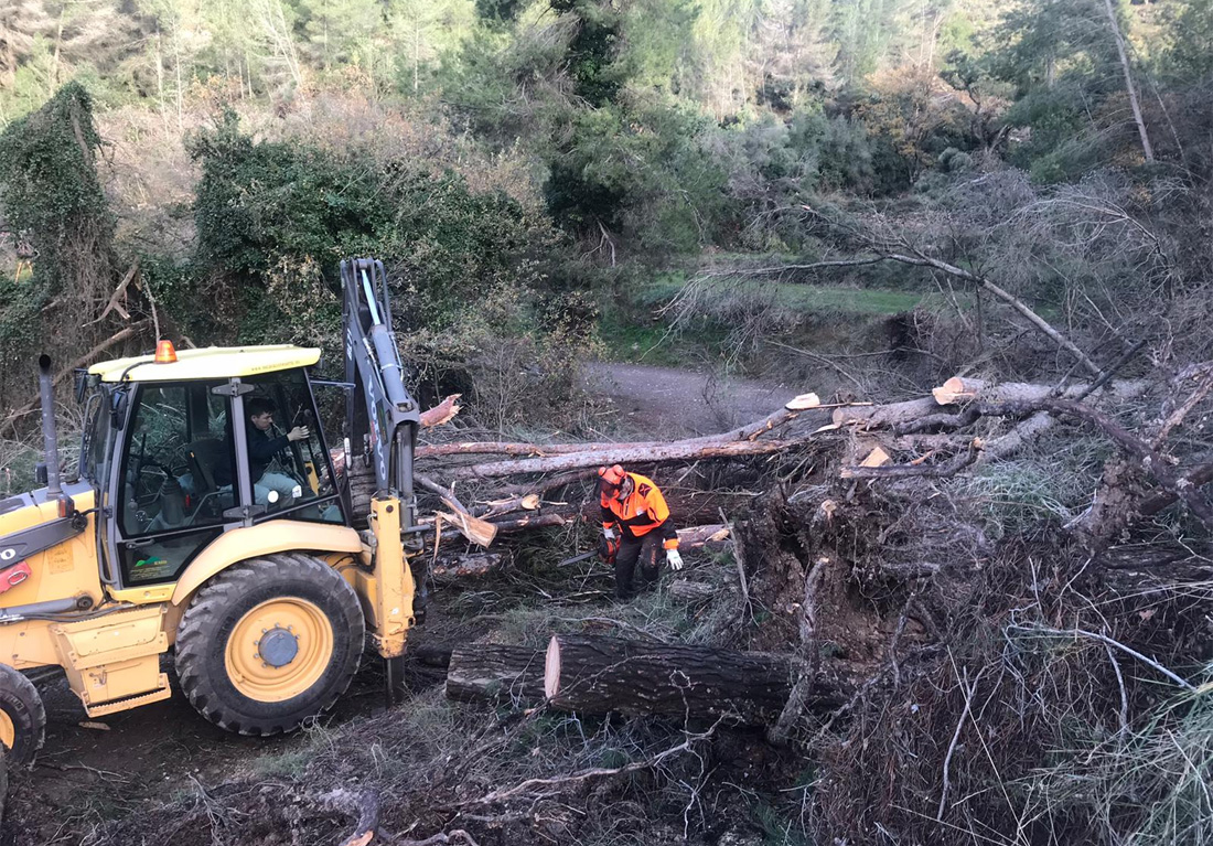 El Parc de Collserola demana prudència els dies de vent davant els efectes del temporal Glòria