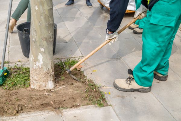 En marxa una formació d’auxiliar de jardineria per a joves sense estudis reglats